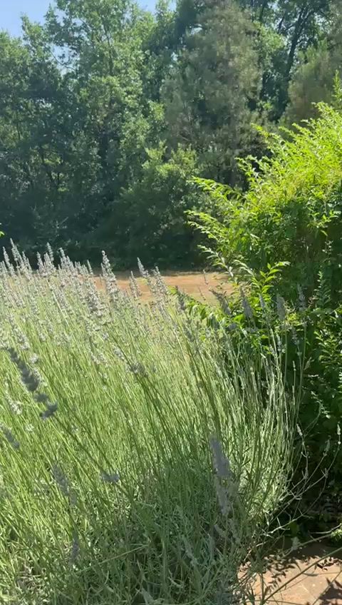Garden at Casa Fiordalisi