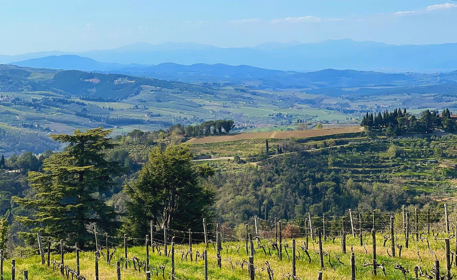Vineyards near Greve in Chianti